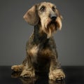 Wired hair Dachshund sitting in a grey studio Royalty Free Stock Photo