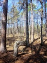 Wired shaped tree trunk Royalty Free Stock Photo