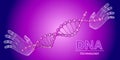Wireframe DNA molecules structure mesh in hands.  Technology and science  concept. Vector illustration Royalty Free Stock Photo