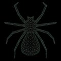 Wireframe polygonal black widow