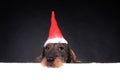 Wirehair dachshund in red cap for Christmas Royalty Free Stock Photo