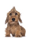 Wirehair Kanninchen Dachshund pup on white