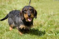 Wirehaired dachshund Royalty Free Stock Photo