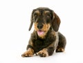 Wirehaired dachshund dog