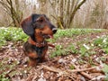 Wirehaired dachshund Royalty Free Stock Photo