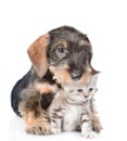 wirehaired dachshund puppy hugging tiny kitten. isolated on white Royalty Free Stock Photo