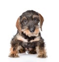 Wirehaired dachshund puppy sitting in front view. isolated on white Royalty Free Stock Photo