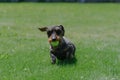 Wirehaired Dachshund running with tennis ball