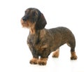 Wirehaired dachshund