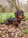 Wirehaired dachshund