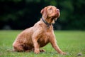 Wirehaired Hungarian Visla Royalty Free Stock Photo