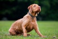 Wirehaired Hungarian Visla