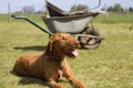 Wirehaired Hungarian Vizsla laying