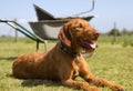 Wirehaired Hungarian Vizsla laying but alert Royalty Free Stock Photo