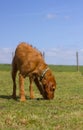 Wirehaired Hungarian Vizsla standing in a paddock sniffing