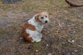 Wirehaired Jack Russell Terrier in the autumn forest