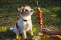 Wirehaired Jack Russell Terrier puppy looking at the barbecue Royalty Free Stock Photo
