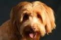 Wirehaired Pointing Griffon Royalty Free Stock Photo