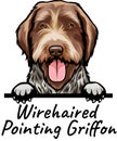 Wirehaired Pointing Griffon dog isolated on a white background Royalty Free Stock Photo