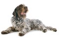 Wirehaired Pointing Griffon Royalty Free Stock Photo