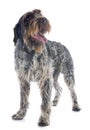 Wirehaired Pointing Griffon Royalty Free Stock Photo