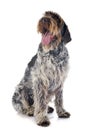 Wirehaired Pointing Griffon Royalty Free Stock Photo