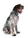 Wirehaired Pointing Griffon Royalty Free Stock Photo