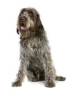 Wirehaired Pointing Griffon, sitting Royalty Free Stock Photo