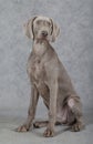 Wirehaired Slovakian pointer dog Royalty Free Stock Photo