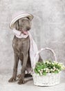 Wirehaired Slovakian pointer dog with flowers