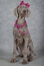 Wirehaired Slovakian pointer dog with glass beads