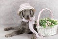 Wirehaired Slovakian pointer dog