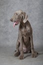 Wirehaired Slovakian pointer dog, 5 months old