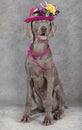 Wirehaired Slovakian pointer dog