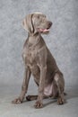 Wirehaired Slovakian pointer dog