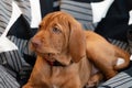 Wirehaired Vizsla on a bean bag