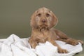 Wirehaired Vizsla, Hungarian Pointer, puppy lying on a white blanket in green background