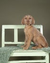 Wirehaired Vizsla, Hungarian Pointer, puppy sitting on a green bench