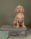 Wirehaired Vizsla, Hungarian Pointer, puppy sitting on a suitcase in a green background