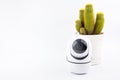 Wireless ip camera surveillance / CCTV security camera and Cactus in white celamic pots isolated on white background Royalty Free Stock Photo