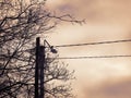 Wires and street lamp with sitting bird and leafless tree branches on dark sky background sepia Royalty Free Stock Photo