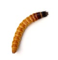 Wireworm Royalty Free Stock Photo