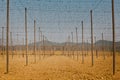 Wiring and wooden pillars - field of young hops - Slovakia during spring.