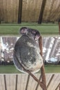 Wiry furred grump koala bear witting in crook of branch looking over shoulder with metal shade shed roof in background Royalty Free Stock Photo