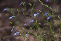 Wiry Lobelia Flowers With Insect Lobelia setacea