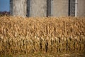 Wisconsin cornfield with four silos in the background Royalty Free Stock Photo