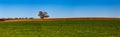 Wisconsin cornfield and hay field with a single oak tree in autumn Royalty Free Stock Photo