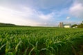 Wisconsin Dairy Farm, Barn by Field of Corn Royalty Free Stock Photo
