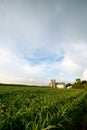 WISCONSIN DAIRY FARM, BARN BY FIELD OF CORN Royalty Free Stock Photo