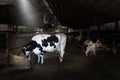 Wisconsin Dairy Farm, Cow, Cows Royalty Free Stock Photo